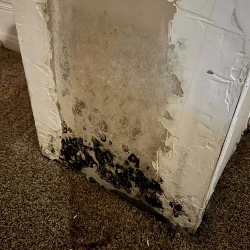 Professional Mold Removal in Haskell, AR